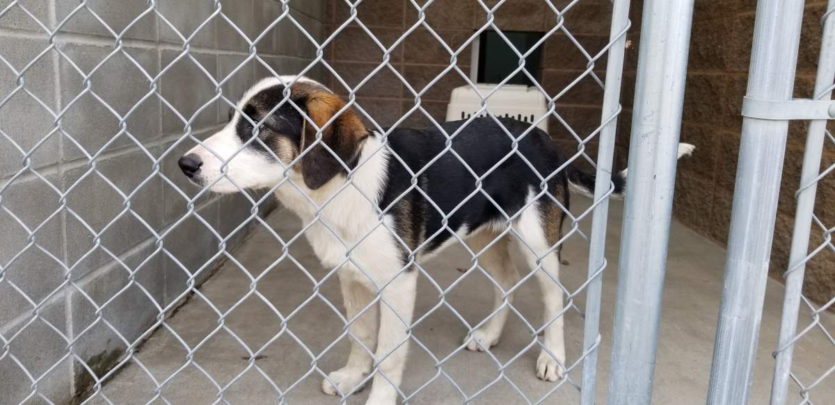 The SPCA seized dozens of animals, including four dogs, from a North Okanagan ranch on Monday.