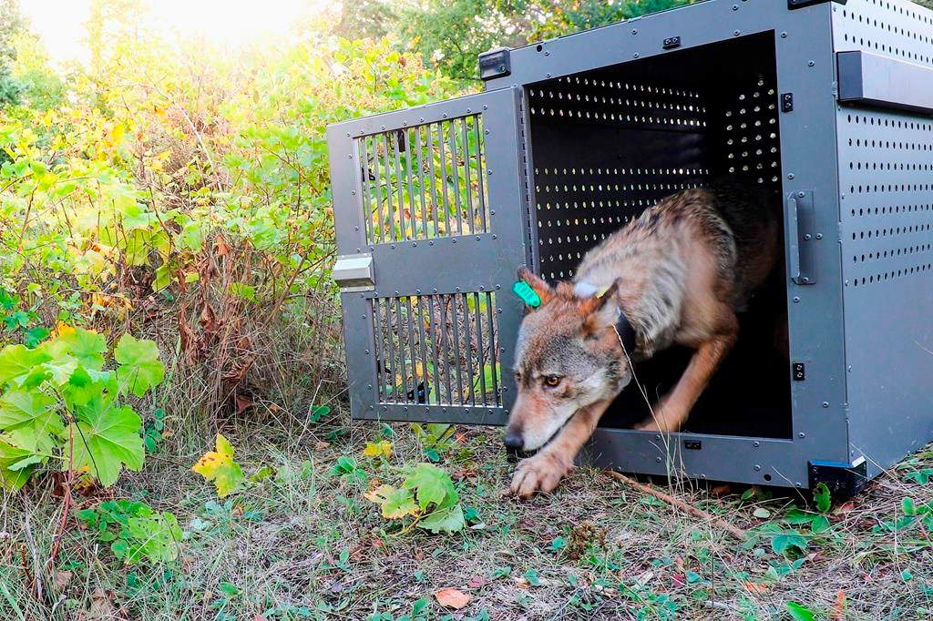FILE - In this Sept. 26, 2018, file photo, provided by the National Park Service, a 4-year-old female gray wolf emerges from her cage as it released at Isle Royale National Park in Michigan.
