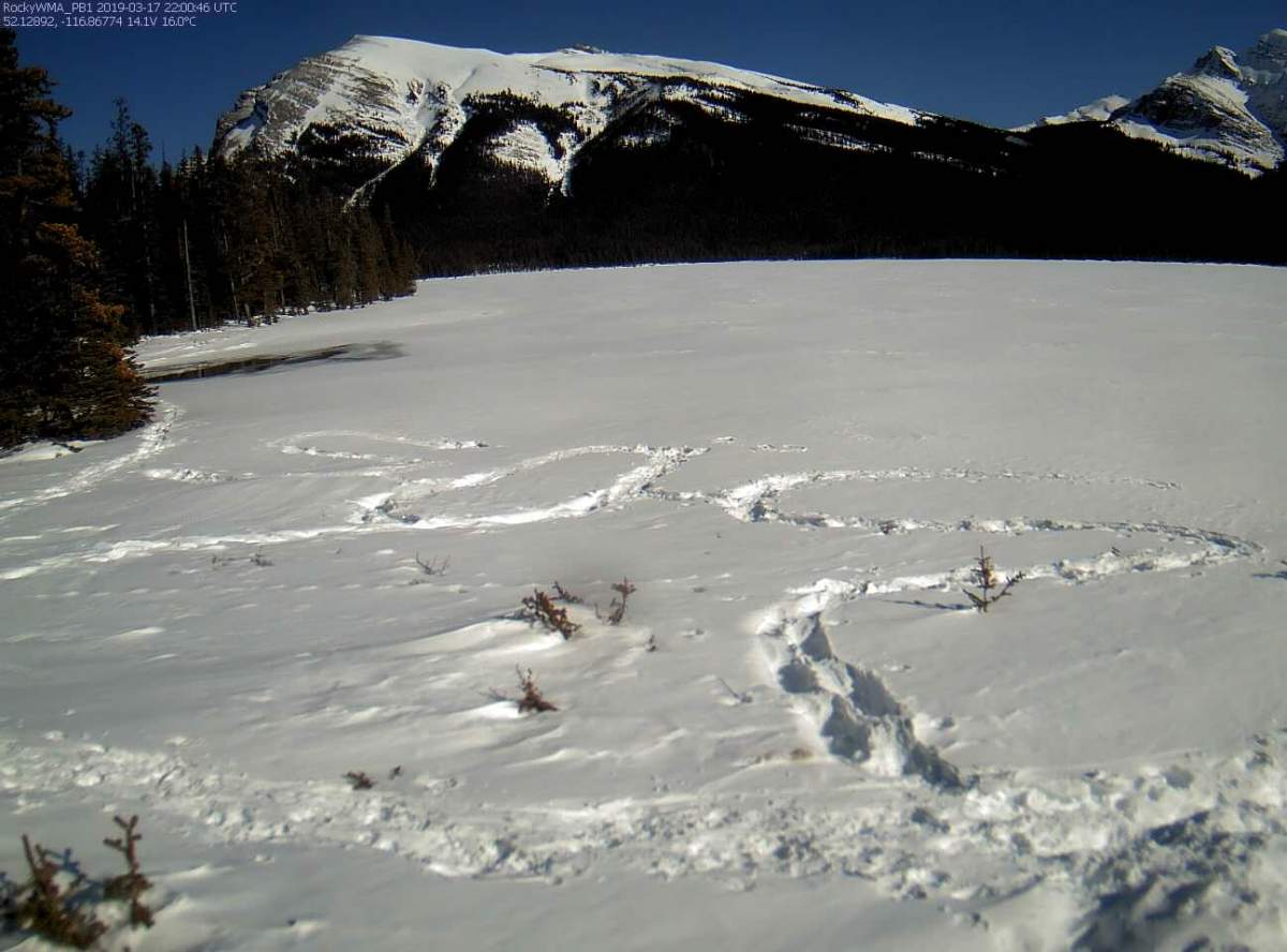 The SOS Edmonton hiker Adam Nichols stamped out in the snow at Pinto Lake west of Rocky Mountain House