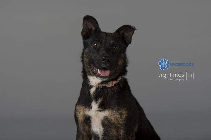 Roxy is looking for a forever home.