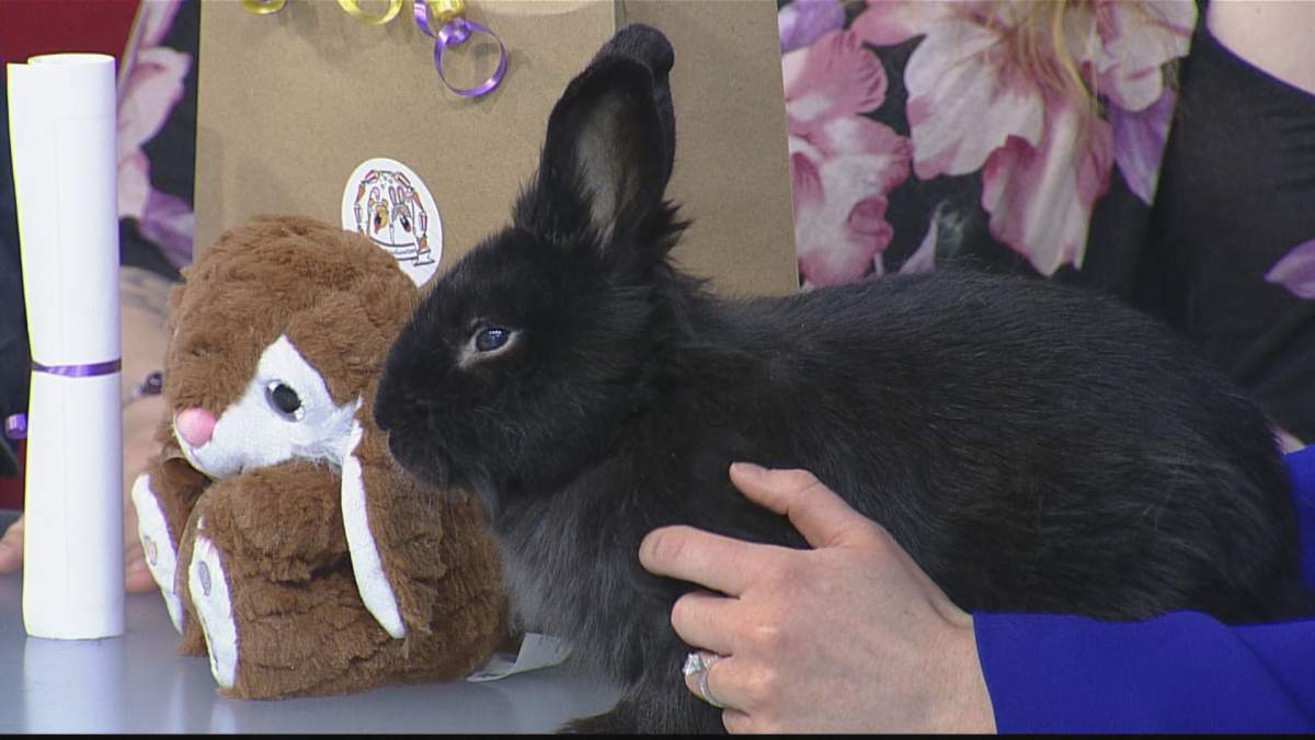 Sam enjoys some love while appearing on Global News Morning’s Adopt A Pal.