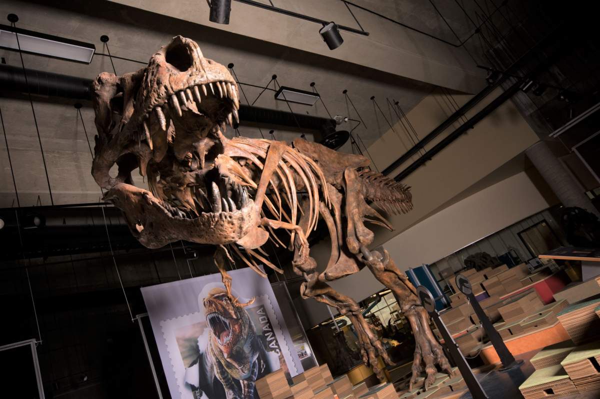 Scotty, nicknamed for a celebratory bottle of scotch the night it was discovered,  is the world’s biggest Tyrannosaurus rex.