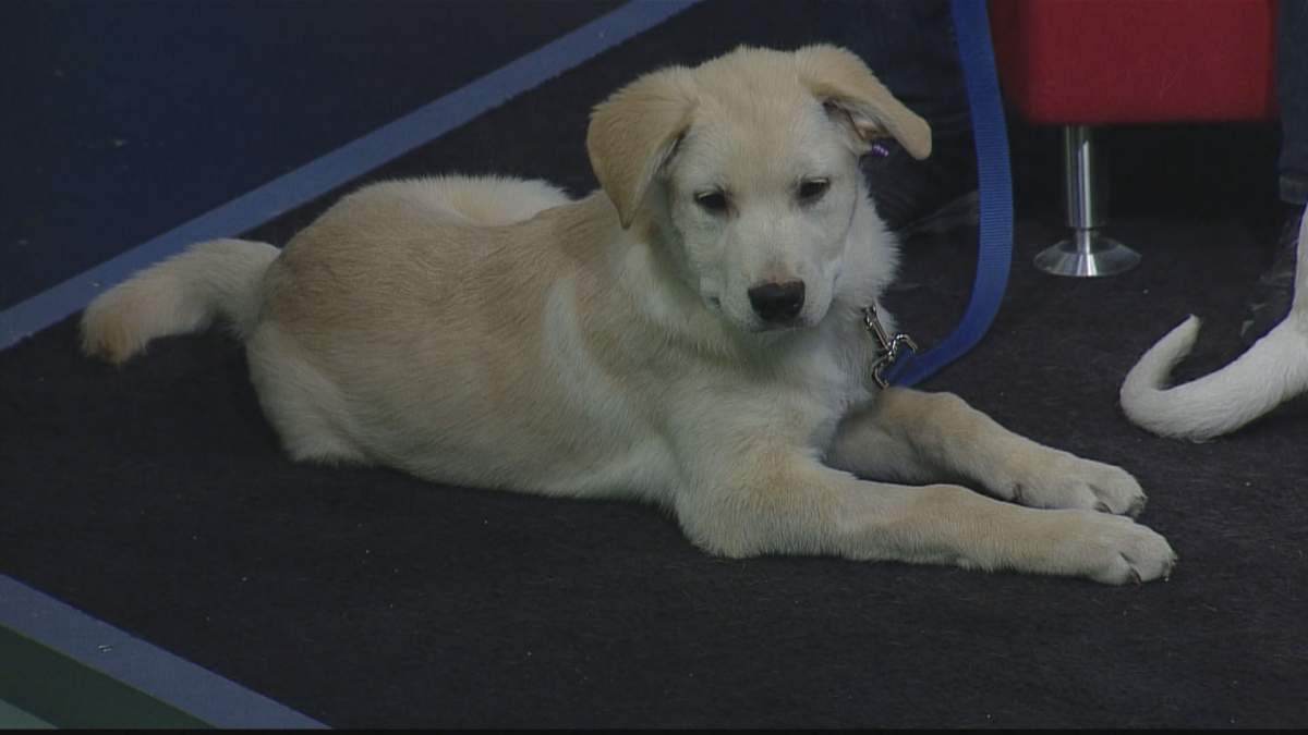 Cheerio took time to relax while visiting Global News Morning for Adopt A Pal.