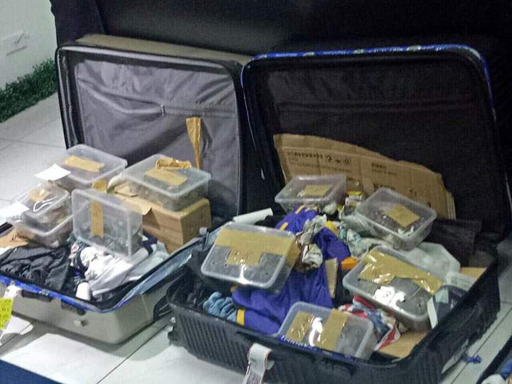 BOC NAIA