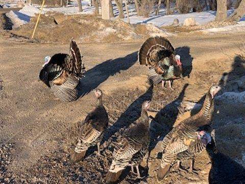Turkeys near McPhillips.