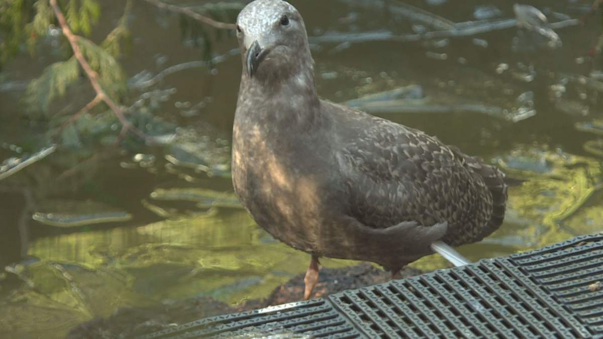Wild ARC opened in 1997 and since then has helped more than 45,000 animals.