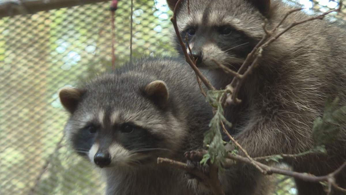 Wild ARC treats 3,000 animals every year, like these orphaned raccoons.