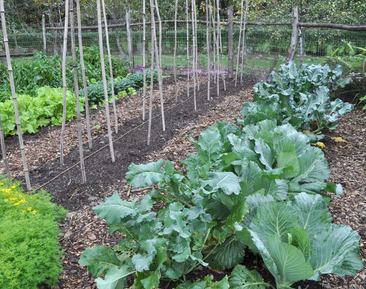 A growing number of Manitobans are getting into gardening while staying home due to COVID-19.