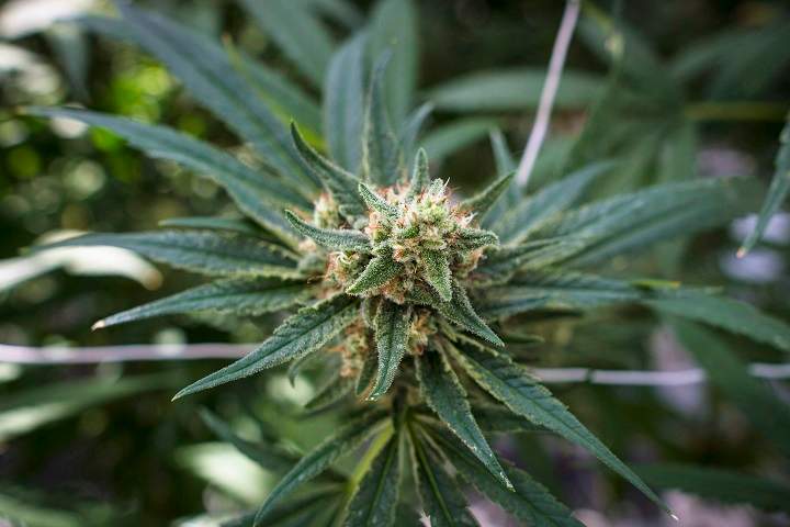 A total of 42 new cannabis retail stores have been authorized by the AGCO.