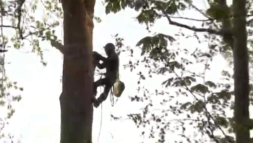 Seventy-one-year-old Terry Christenson is scaling his way up a tree near the Burrard inlet in Burnaby Monday morning to protest the Trans-Mountain pipeline.