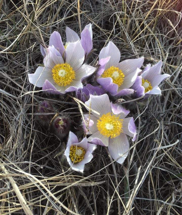 The Your Saskatchewan photo for April 30 was taken by Karen White in Thode.