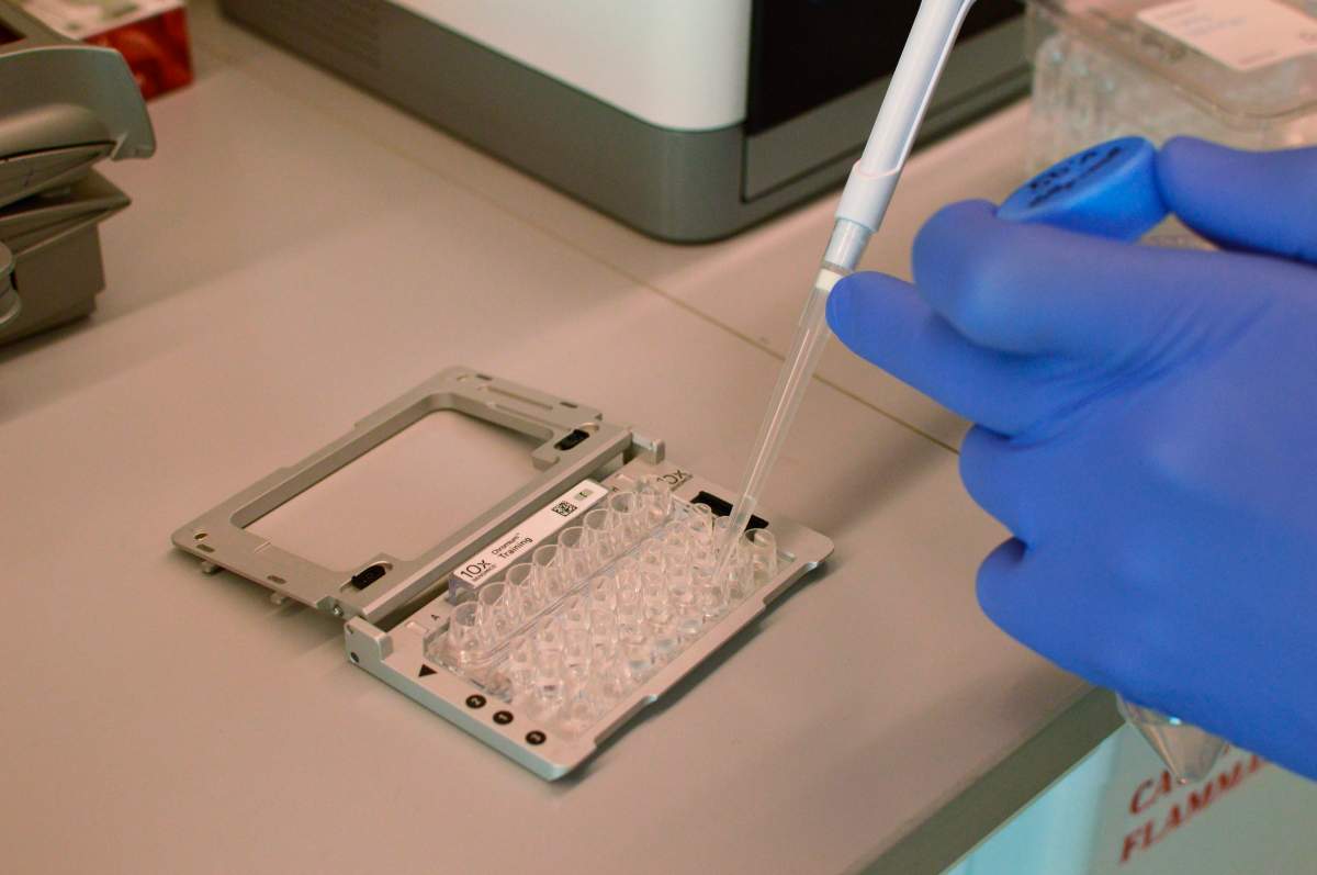 Scientists have developed techniques that let them directly study the DNA codes, and its chemical cousin RNA, the activity of genes and other traits of individual cells.