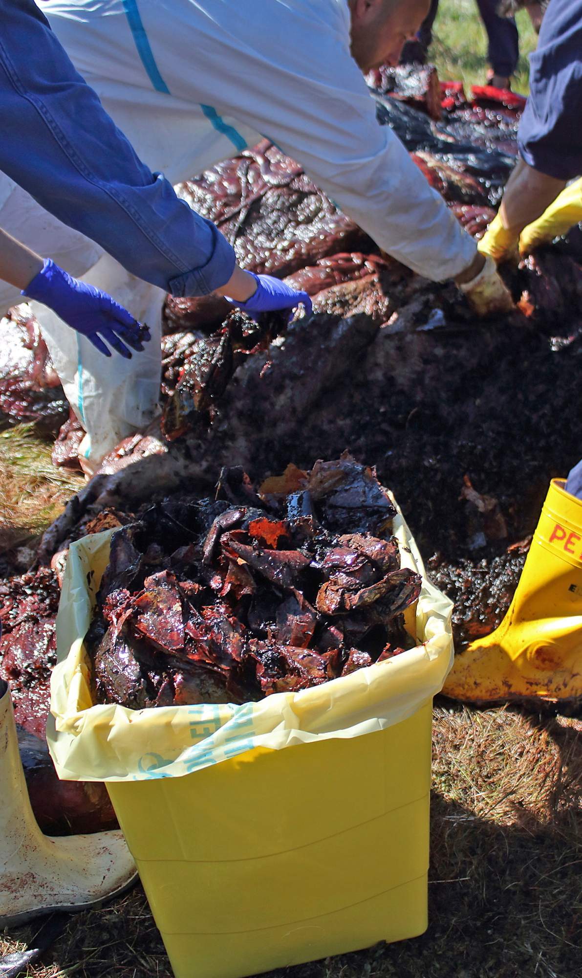 In this photo taken on Saturday, March 30, 2019, provided by SEAME Sardinia Onlus, plastic is recovered from the belly of a whale in Porto Cervo, Sardinia, Italy.