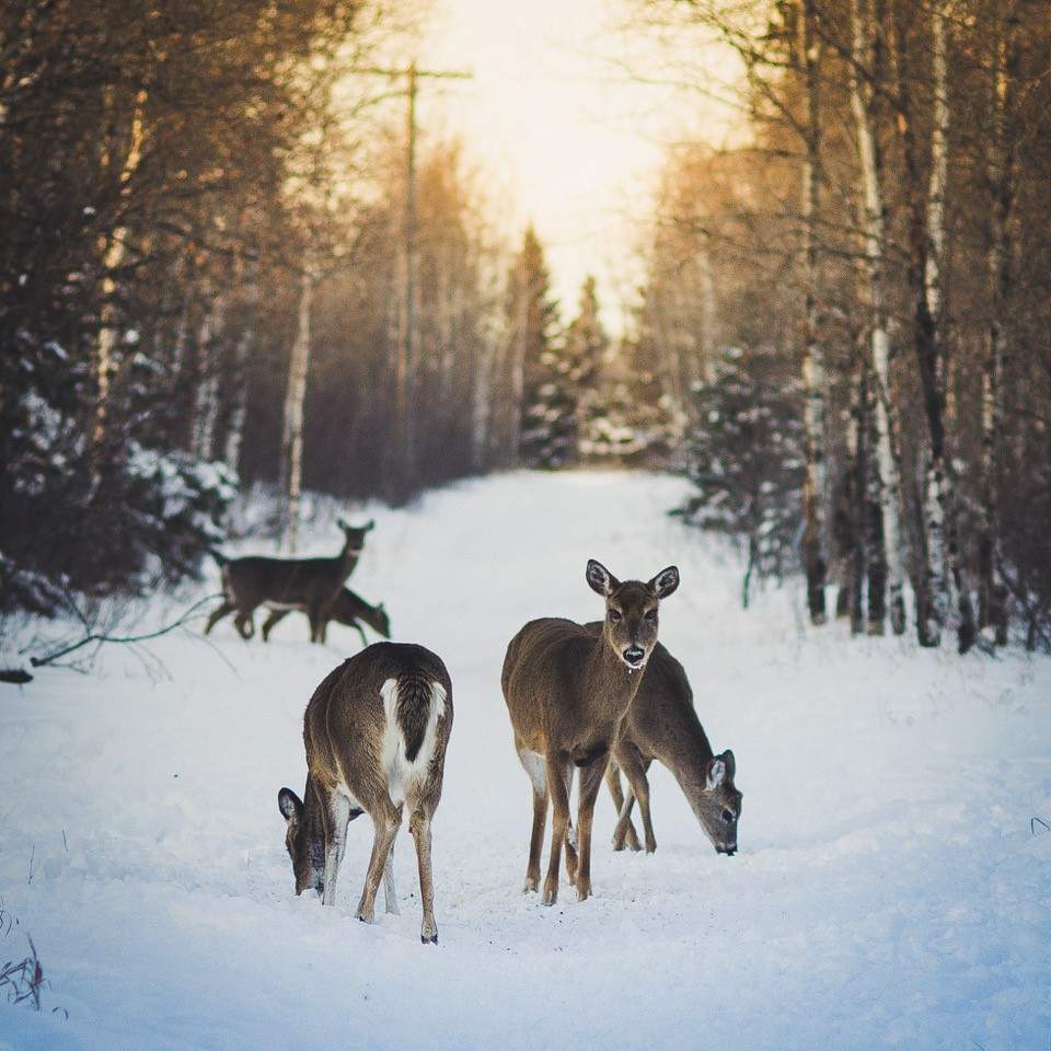 Birds Hill Park, Manitoba.