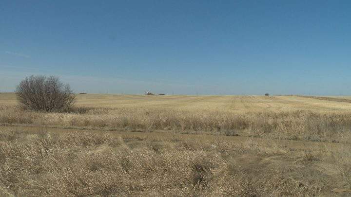 The bison will eventually roam a total area of 240 hectares at Wanuskewin Heritage Park.