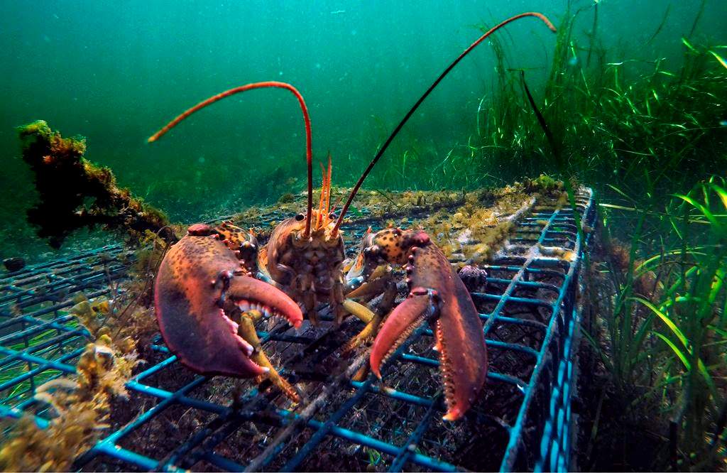 FILE - In this Sept. 5, 2018 file photo, a lobster walks over the top of a lobster trap off the coast of Biddeford, Maine.