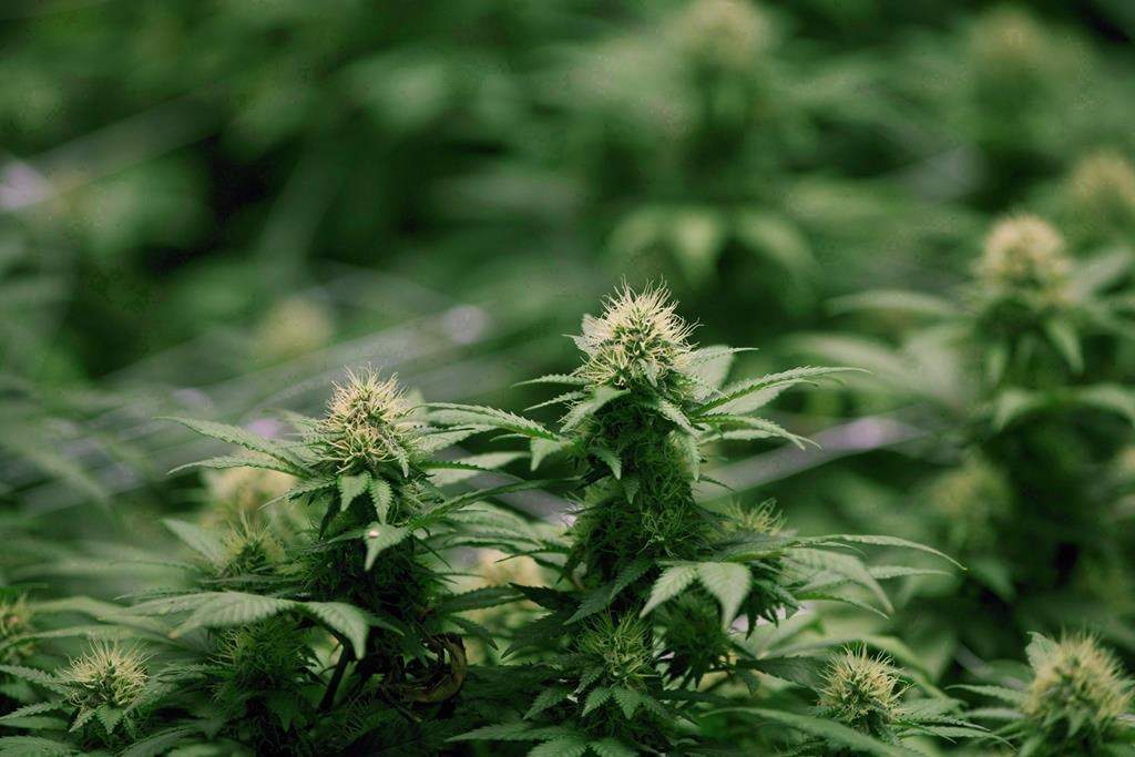 Quebec government amends bill targeted at tightening cannabis regulations - image