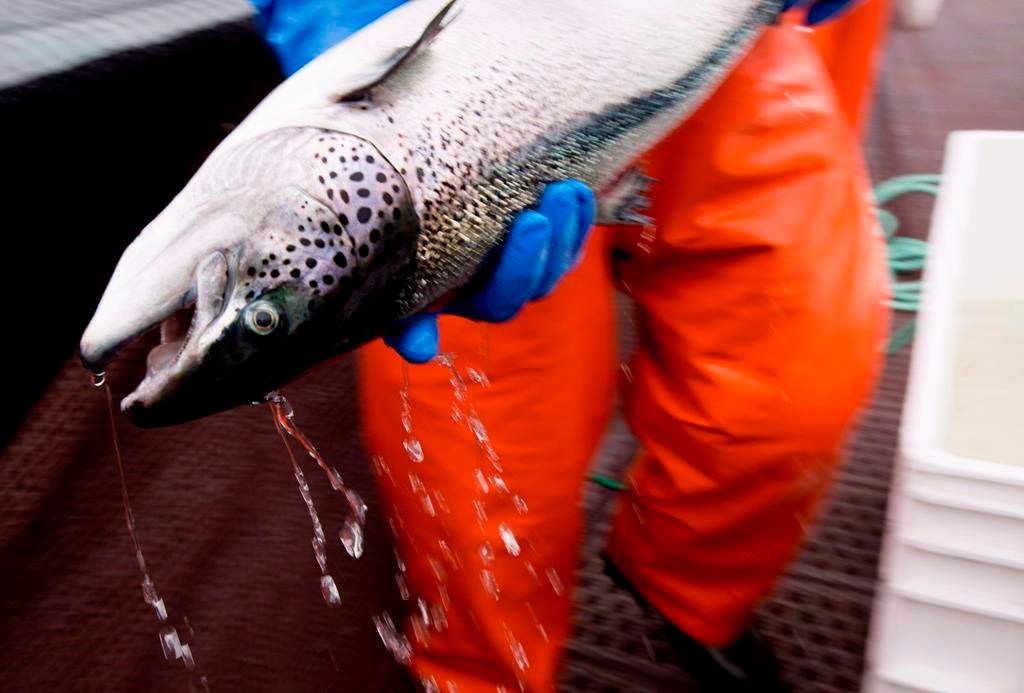 An Atlantic salmon is seen during a Department of Fisheries and Oceans fish health audit at the Okisollo fish farm near Campbell River, B.C. Wednesday, Oct. 31, 2018.