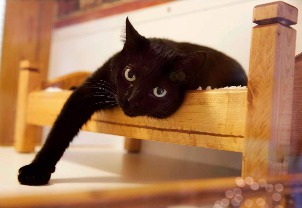 The City of Calgary is hosting licensing and microchipping events for cats.