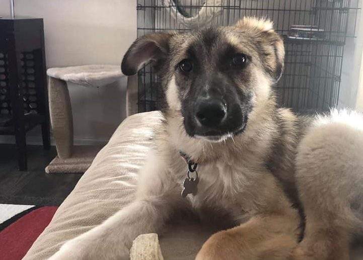 Oscar was adopted earlier this month from Manitoba Mutts Dog Rescue.