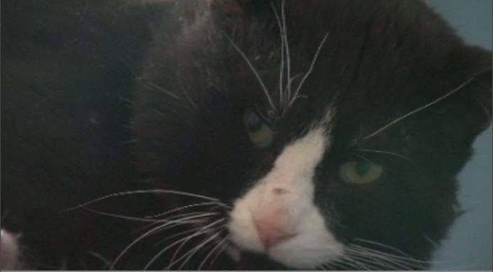 The Regina Cat Rescue says a cat lost its leg after a suspected case of animal abuse in the Cathedral area. 