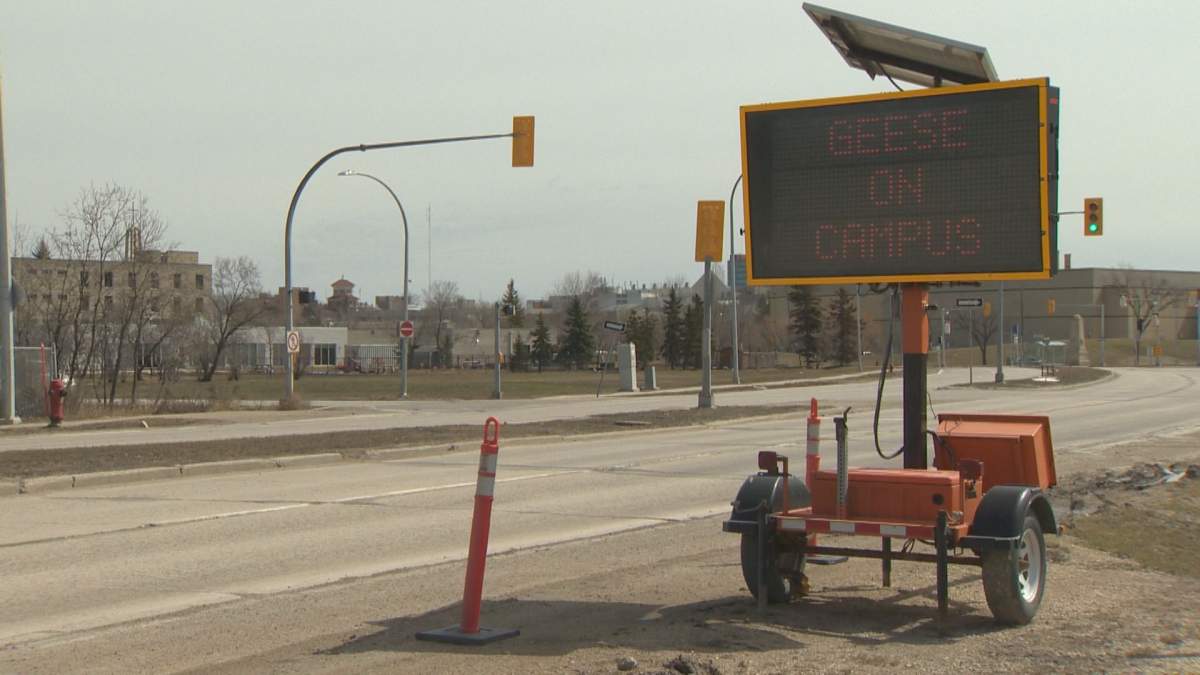 The sign at the University of Manitoba warning students about geese.