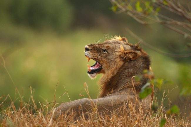A lion relaxes on the banks of the Luvuvhu river in Kruger National Park, South Africa, July 21, 2010. 