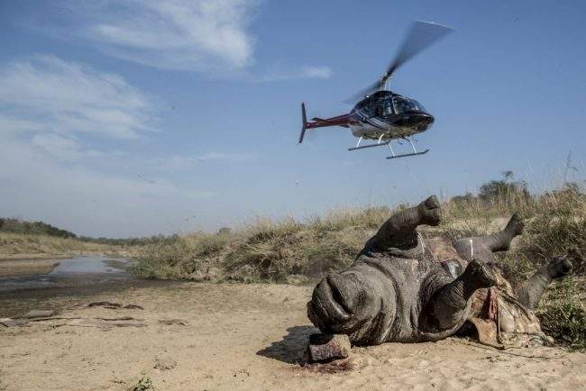 A helicopter takes off from near the carcass of a poached and mutilated white rhino that was found on the banks of a river at Kruger National Park, Sept. 12, 2014.