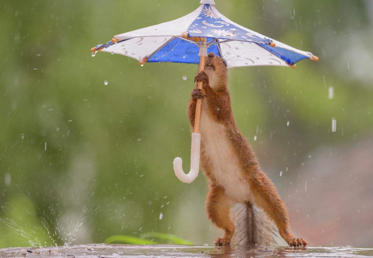 umbrella