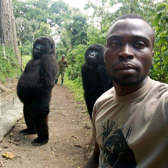 Caretakers at Virunga National Park take a selfie alongside two gorillas, posing like people in the Democratic Republic of the Congo.