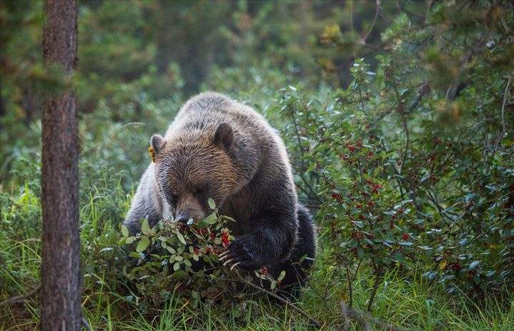 FILE- A grizzly bear eats ripe buffaloberry fruit in the Bow Valley of Alberta.