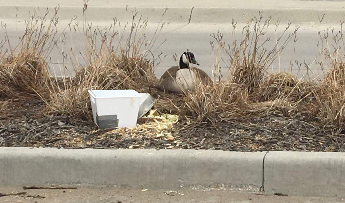 Goose sitting in a Brisgewater parking lot