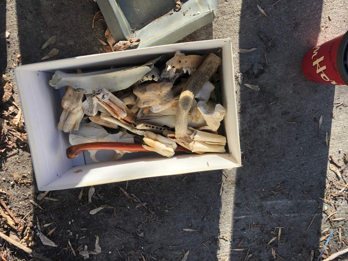 Just one of the dozens of boxes of fossils found by Mike Daryshire.
