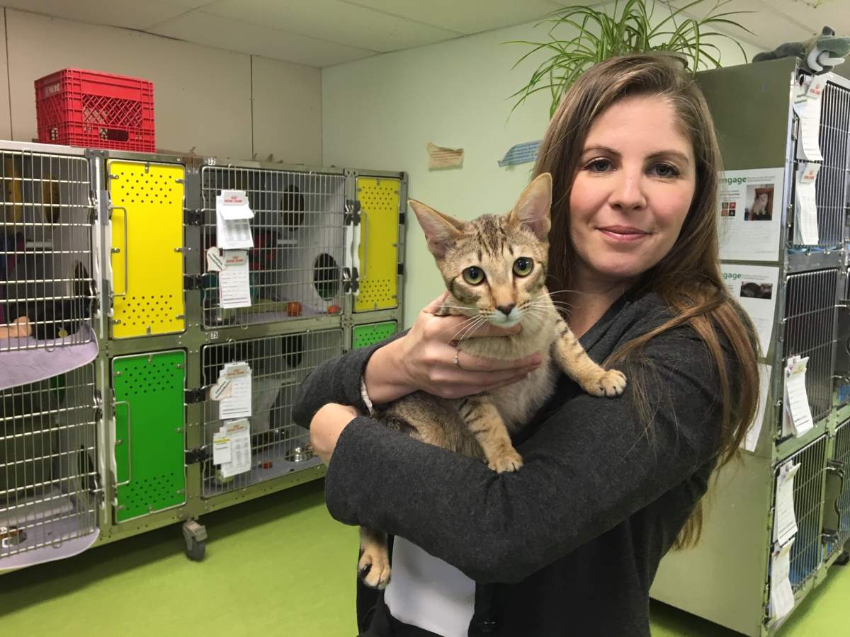 The Montreal SPCA is demanding the Quebec Order of Veterinarians ban the practice of declawing cats.