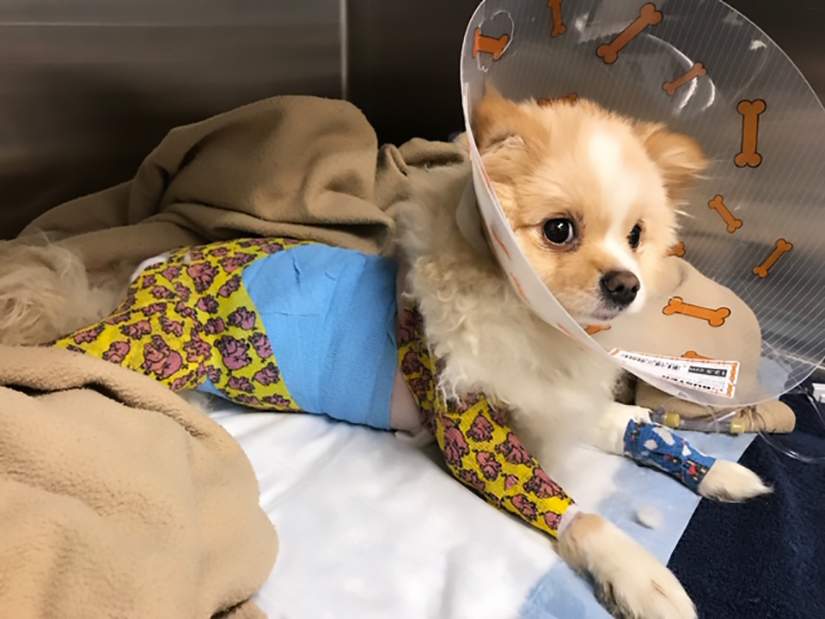 BC SPCA seeks donations for abused Pomeranian puppy - image