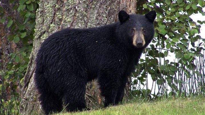 Officials with the municipality of Middlesex Centre say a black bear was spotted near Denfield, Ont.