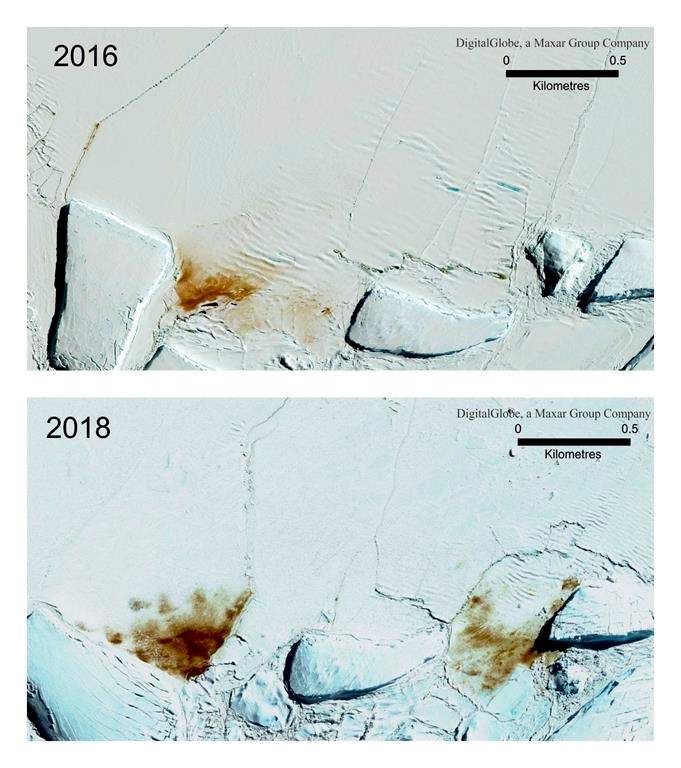 This combination of satellite photos shows the site of the Dawson Lambton emperor penguin colony in 2016 and 2018. (Credit; Maxar Technologies/British Antarctic Survey via AP