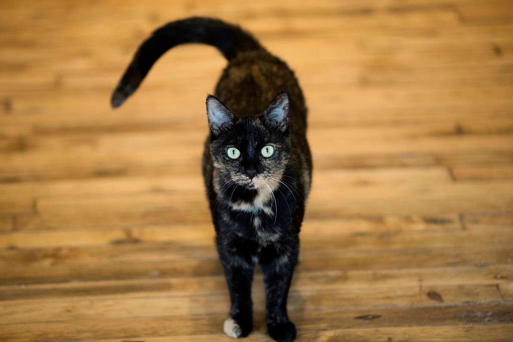 Only 12 per cent of stray cats reunited with owners: Winnipeg Humane Society - image