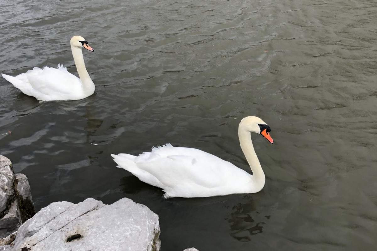 Victoria Park Lake is getting a new sluice gate after officials learned its water levels were declining.