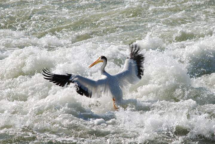 The first pelican of 2019 to land between the weir and CPR Bridge was spotted by the Saskatoon Nature Society on April 17.