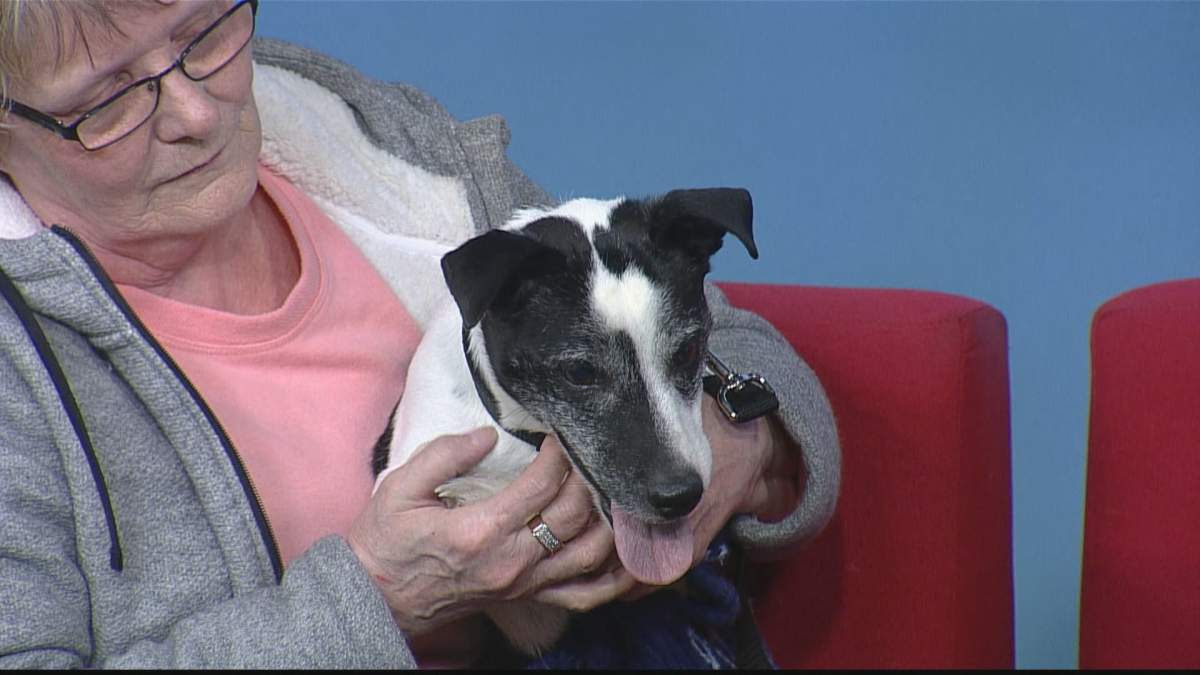 Hunter keeps busy while being featured on Adopt A Pal.