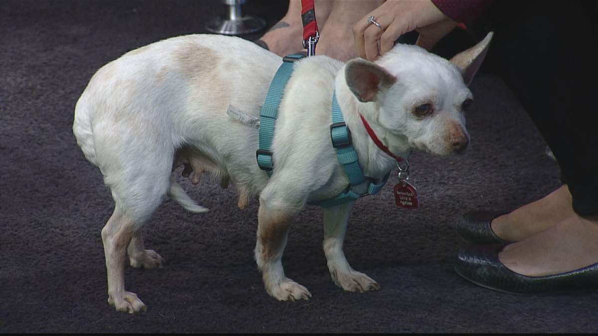 Melinda takes a quick walk while on Global News Morning for Adopt A Pal.