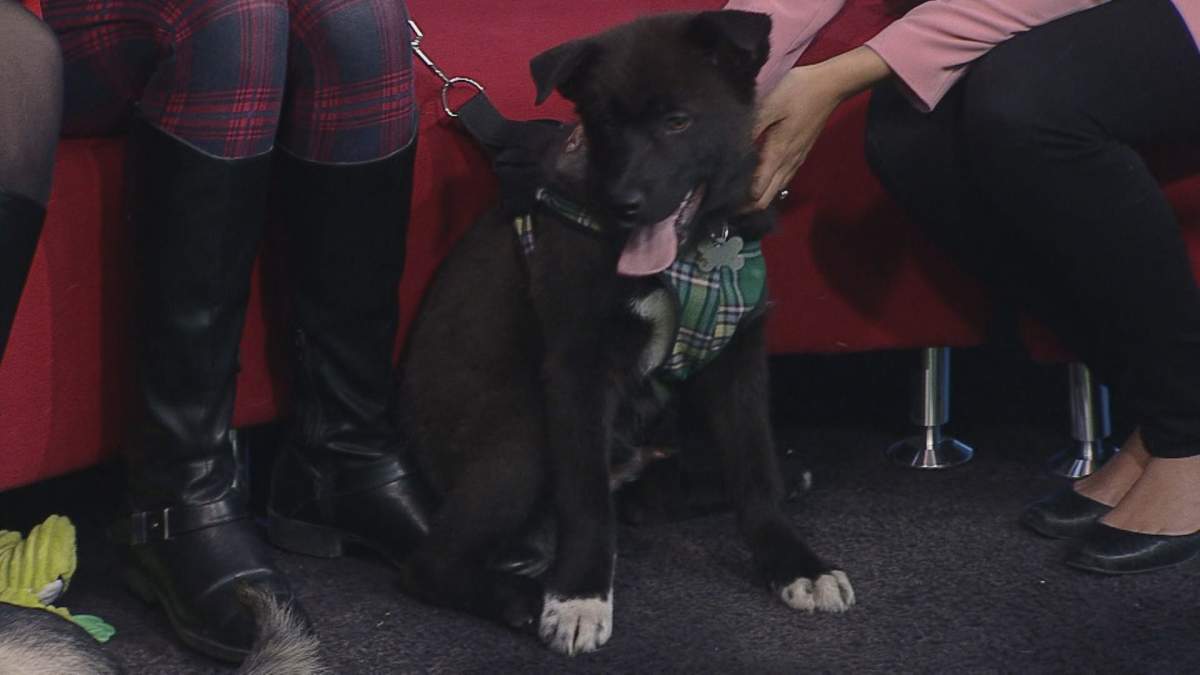 Thumper is looking looking for his forever home.