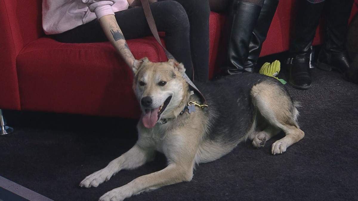 Melfie and his contagious smile are looking for a forever home.