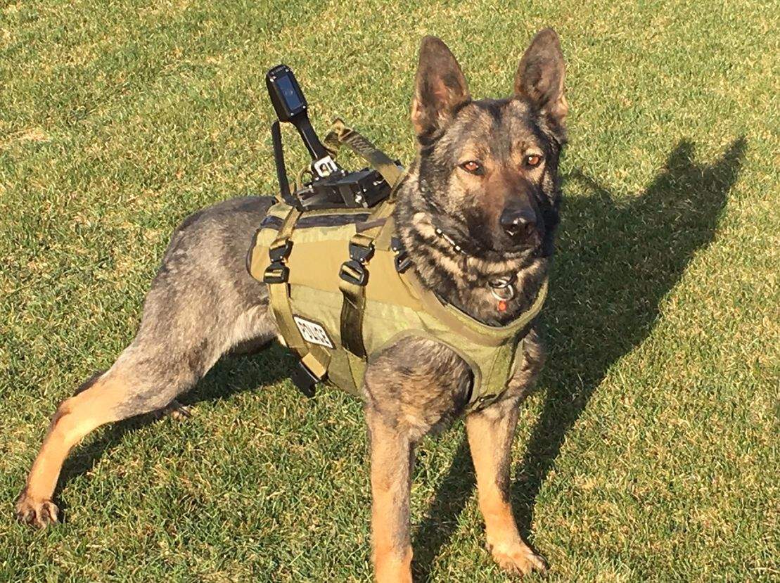 Edmonton Police Dog “Bady” wears the new ballistic canine vests equipped with cameras, funded by the Edmonton Police Foundation. May 15, 2019.