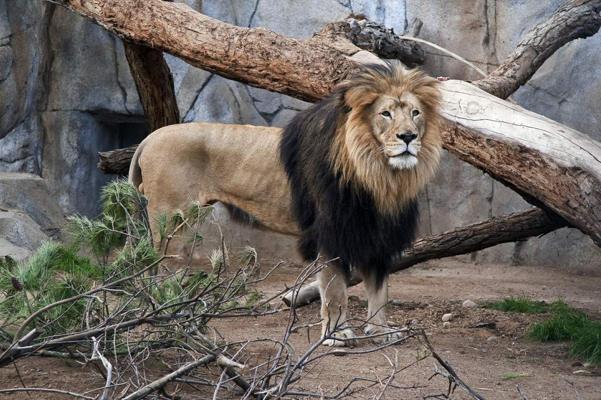 This undated photo provided by the San Diego Zoo shows M’bari, an African male lion, who came to the zoo with his mate in 2009. The zoo announced that M’bari was euthanized Wednesday, May 22, 2019, at age 15, after being in declining health from age-related problems. M’bair is one of two beloved, elderly lions that have died at zoos in California.