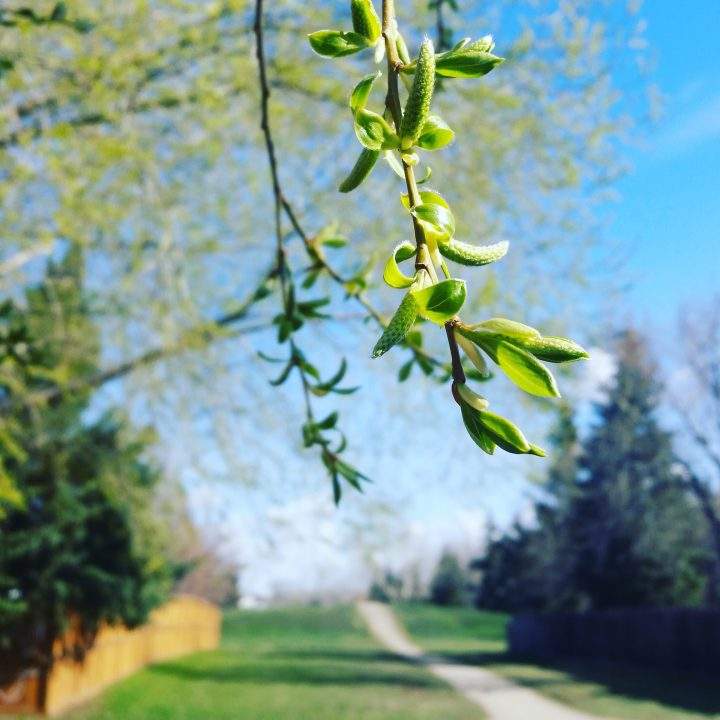 The Your Saskatchewan photo for May 10 was taken by Jody Robson in Regina.