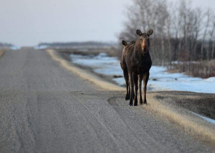 Brenda Reifferscheid took the May 12 Your Saskatchewan photo near Humboldt.