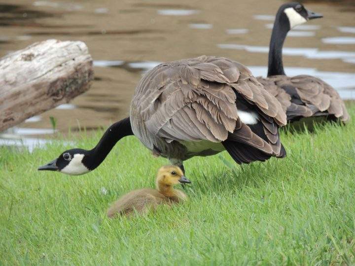 The May 31 Your Saskatchewan photo was taken by Carol Neabel in Cochin.