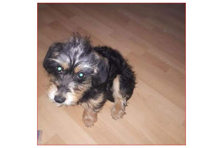 Police are searching for a six-month-old Dachshund puppy named Mary Puppins.